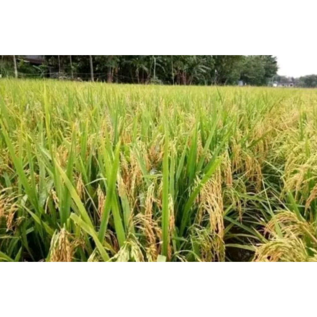 BIBIT PADI VR 46 kemasan 5kg