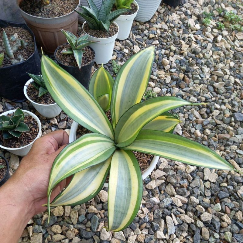 Sansevieria Moonshine Splash