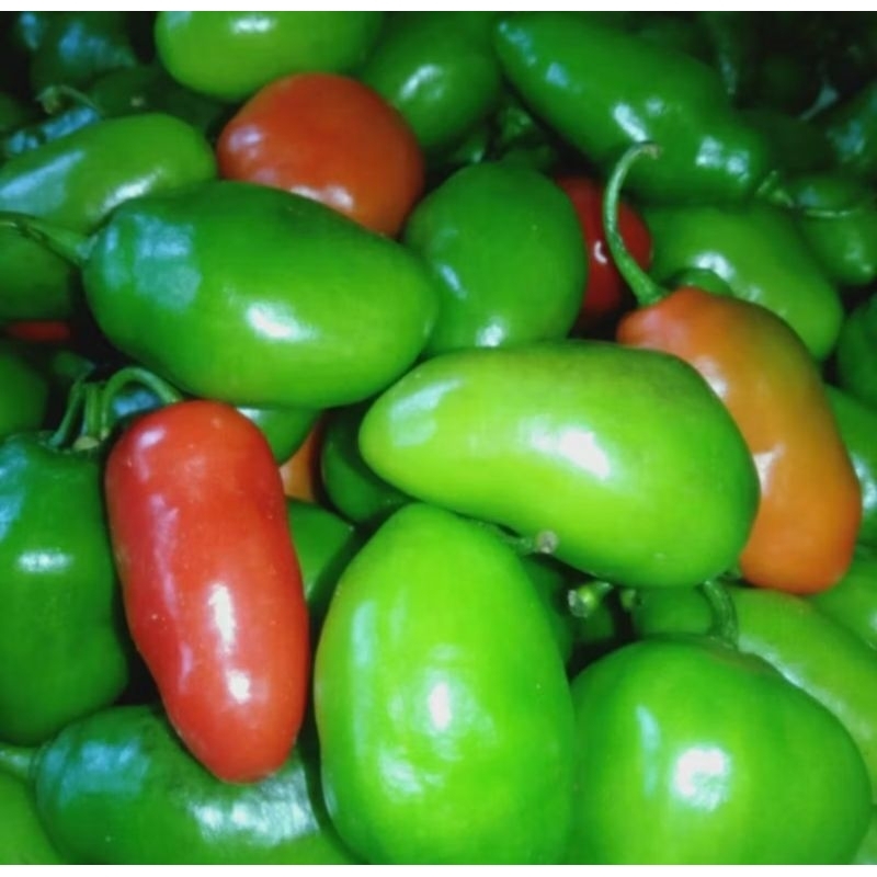 

PETE CABE GENDOT || PETE PATA TERMURAH 10papan
