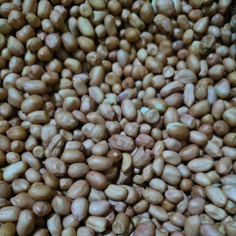 

kacang Tanah kulit Mentah 80/90 India 50kg/1 karung