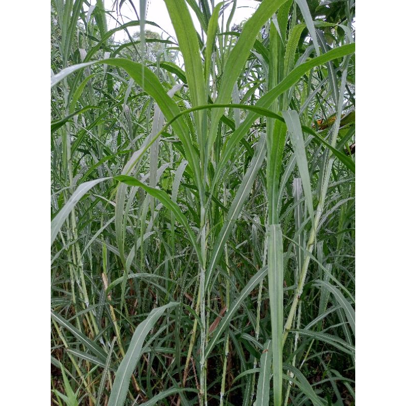 BIBIT RUMPUT ZANZIBAR PAKAN TERNAK UNGGUL PERBATANG