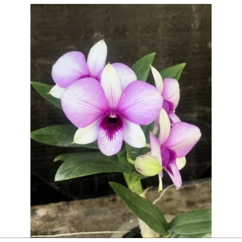 anggrek berbunga spike dendrobium Thailand apicart rainbow