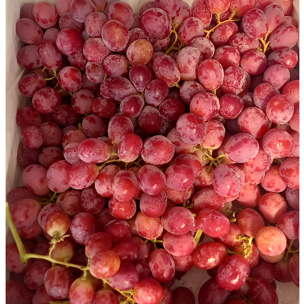 

Buah Anggur Merah AUSTRALIA Import Red Globe