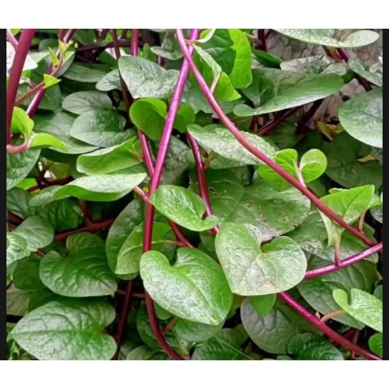 

Daun binahong merah segar isi 50 lembar obat herbal terlaris