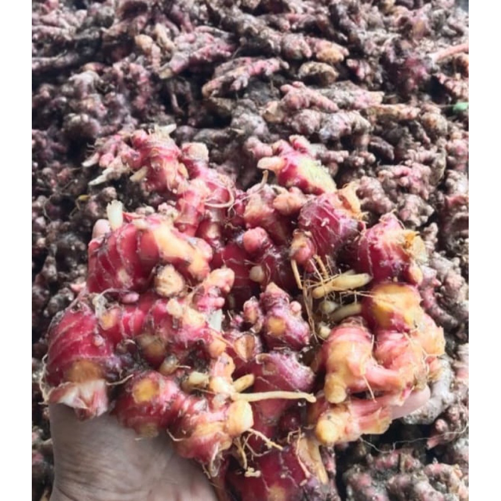 

jahe merah fresh 500gram