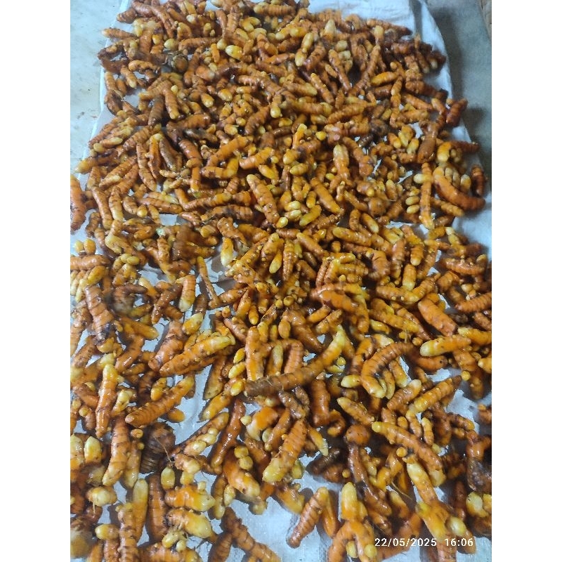 

kunyit koneng 1kg segar tidak perlu dikupas sudah cuci segar langsung dari petani