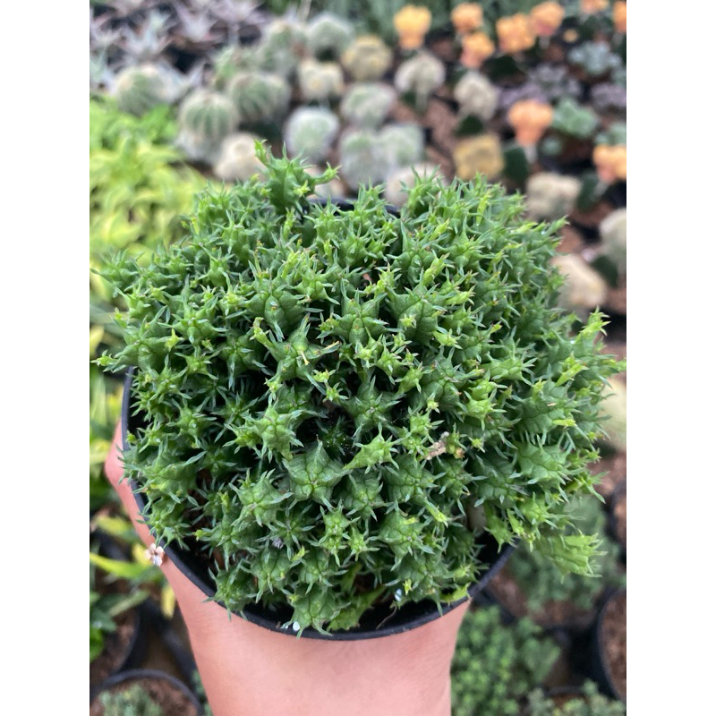 Kaktus Euphorbia Minima