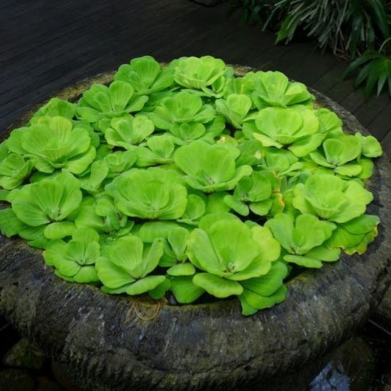 tanaman Air Apu apu Kiambang Kapu Kapu Kayu apung Mawar, JUMBO PER 1 RUMPUN