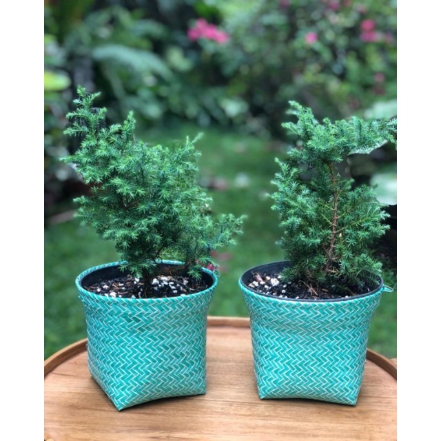 Bahan Bonsai Cemara Embun Murah - Bonsai Cemara