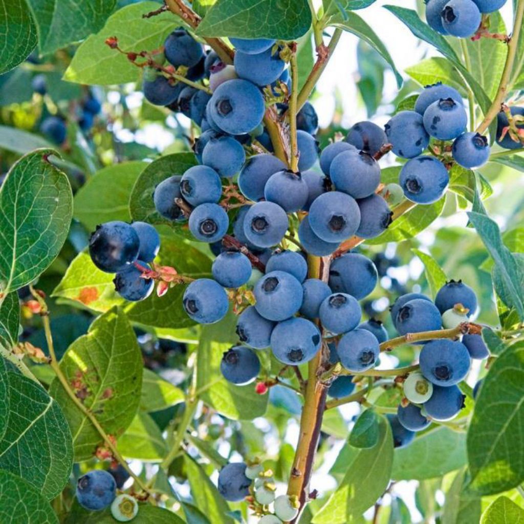 Bibit blueberry unggul