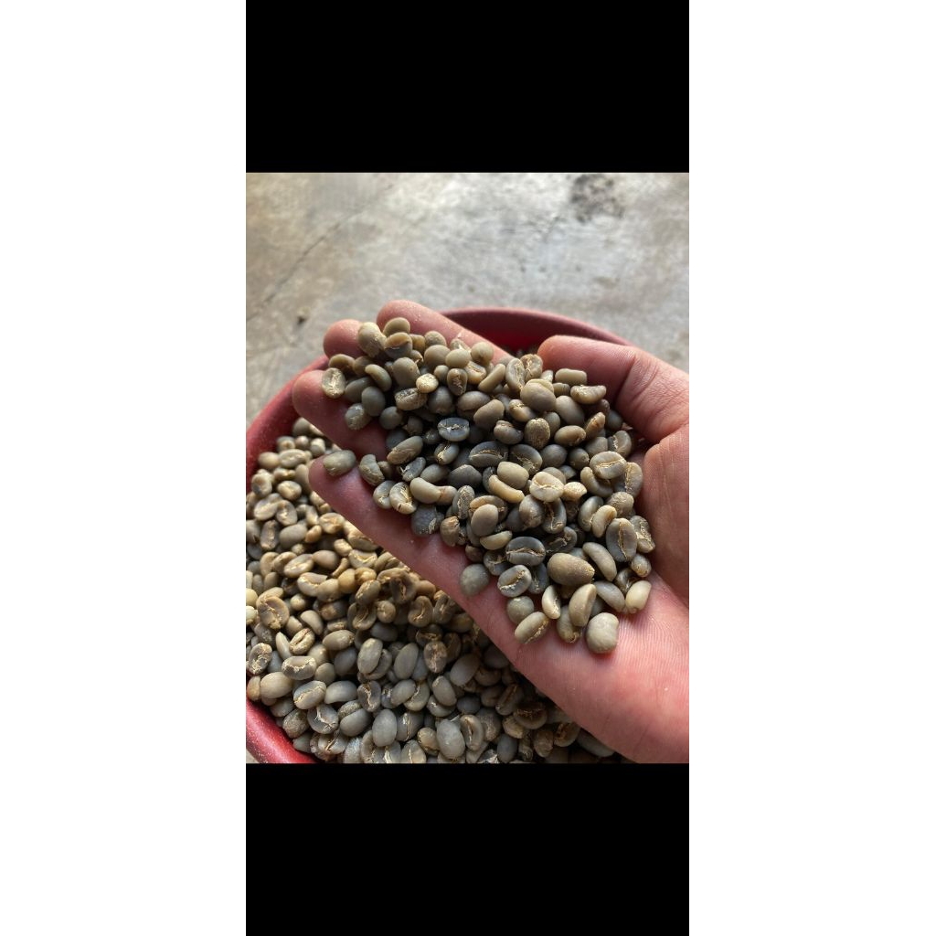 

GREEN BEAN ARABICA GAYO SEMIWASH(Grade 1) 1 kg