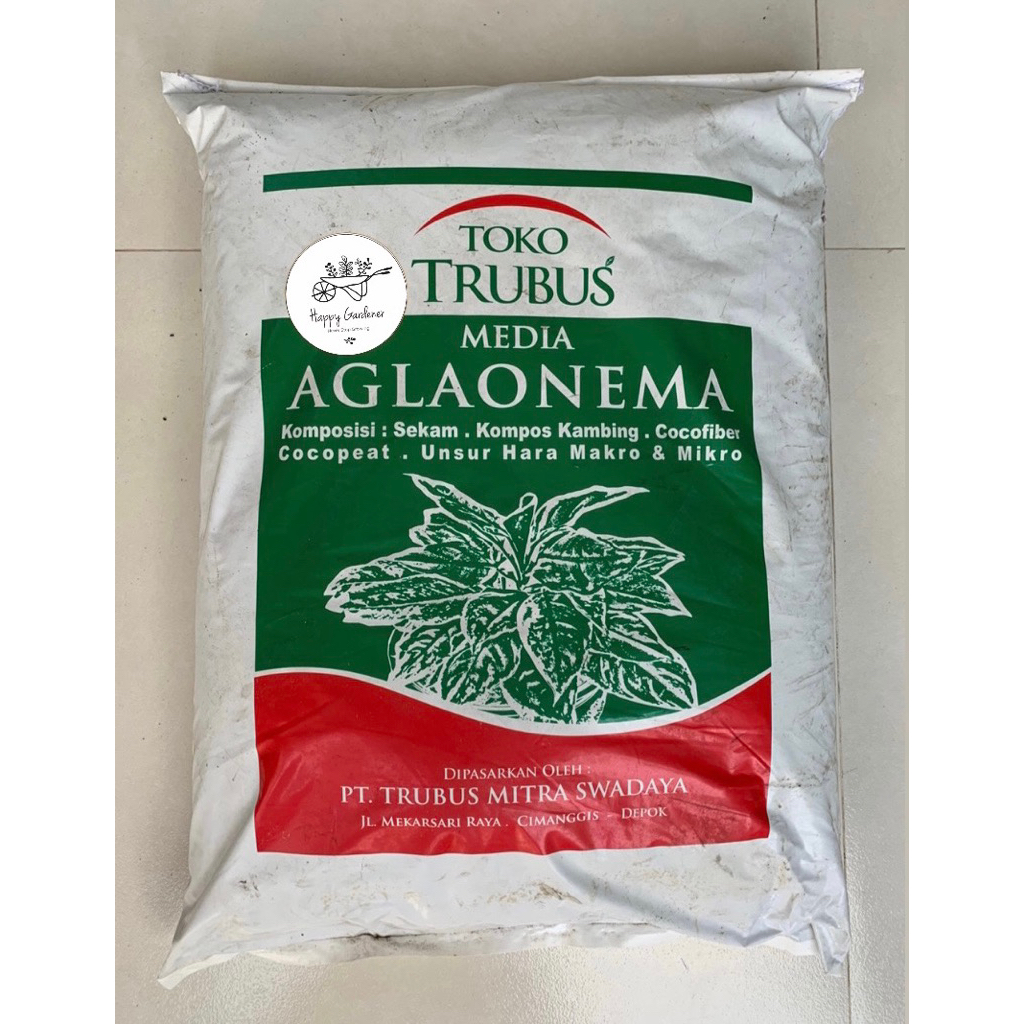toko trubus - media tanam aglonema siap pakai
