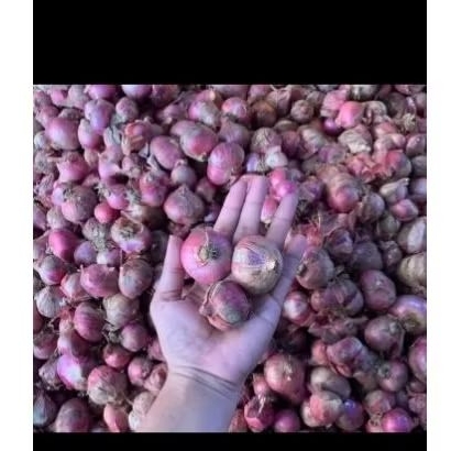 

bawang merah jumbo 1kg