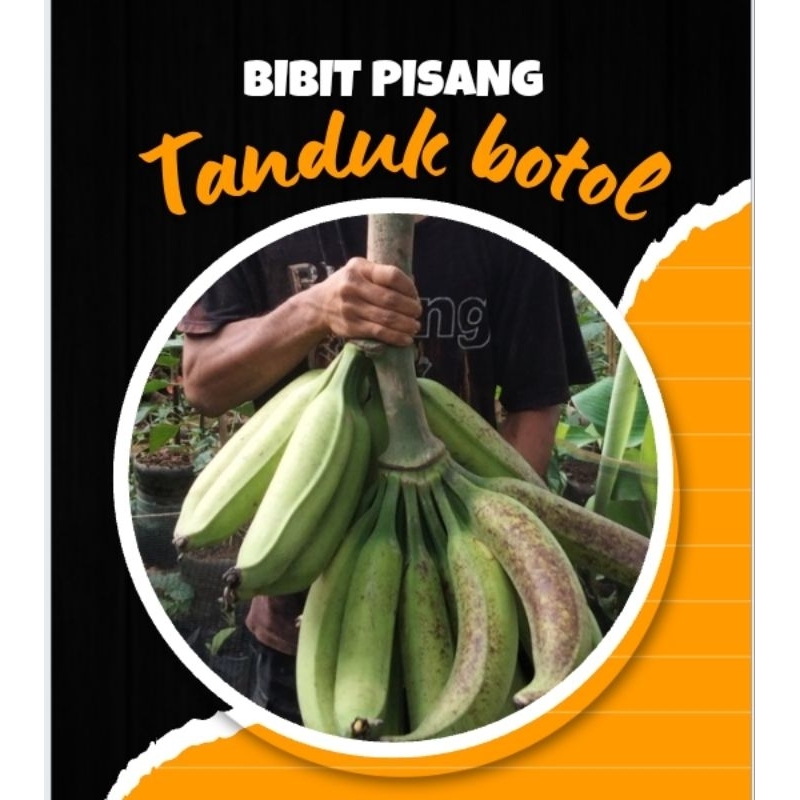 Bibit pisang jenis tanduk botol dari bonggol pilihan terbaik siap tanam