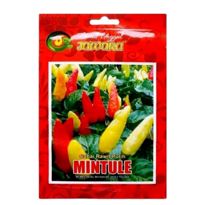Termurah !! Benih Bibit Cabe Rawit Putih Tegak MINTULE Cabe Rawit Ori isi 2 gram