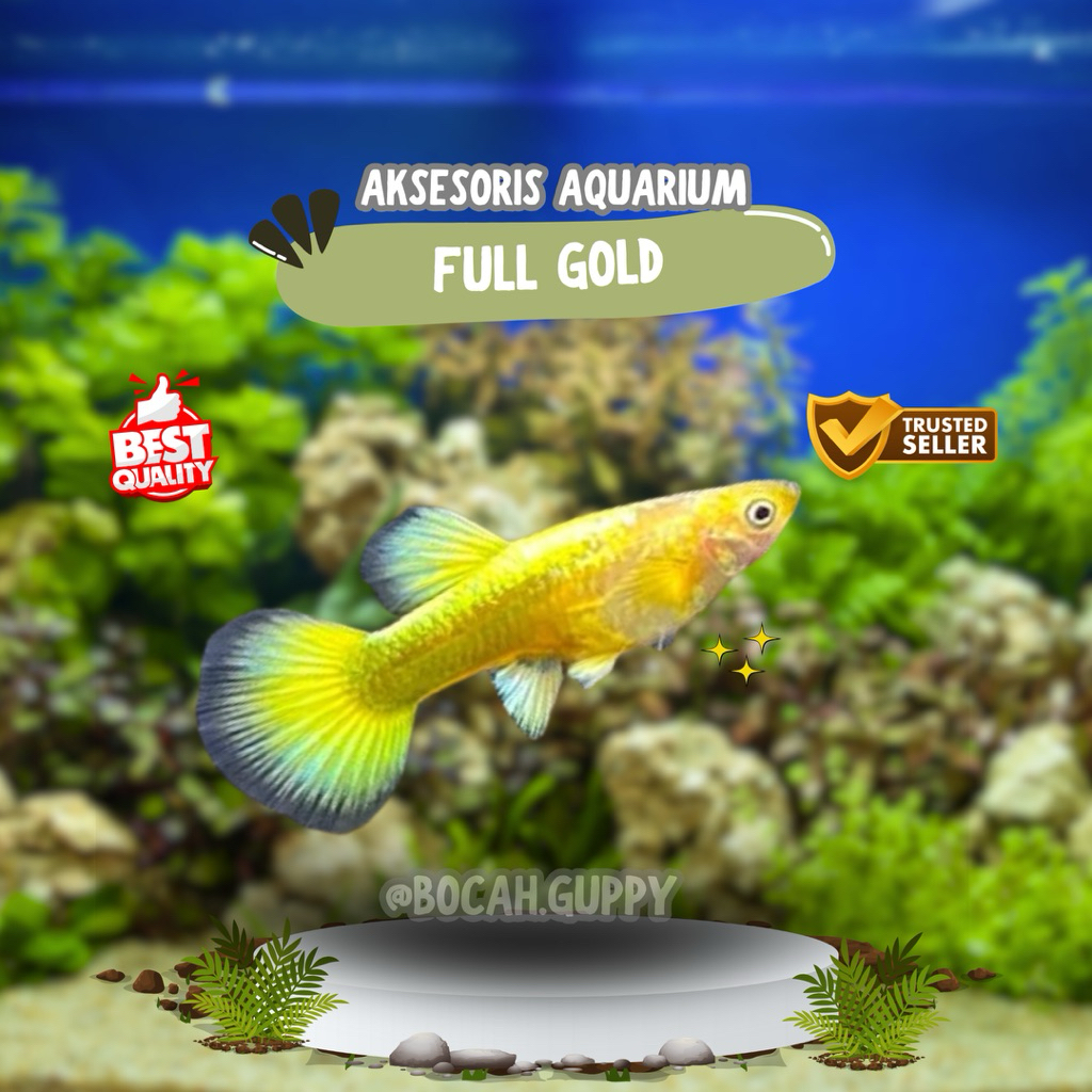 Aksesoris Aquarium Indukan Guppy Fullgold