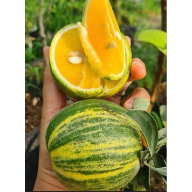 

jeruk sunkis varigata