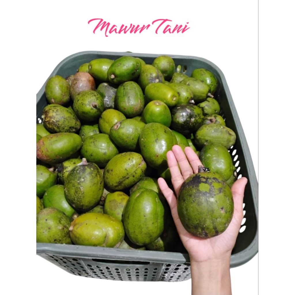 

Buah kedondong lokal 1 kg