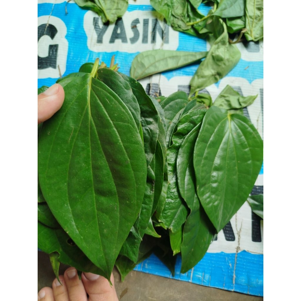 

Daun sirih hijau herbal 250gram