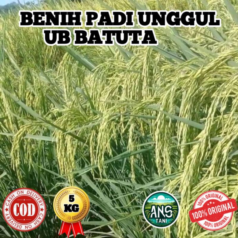 BENIH PADI UNGGUL UB BATUTA BERKUALITAS KEMASAN 5KG