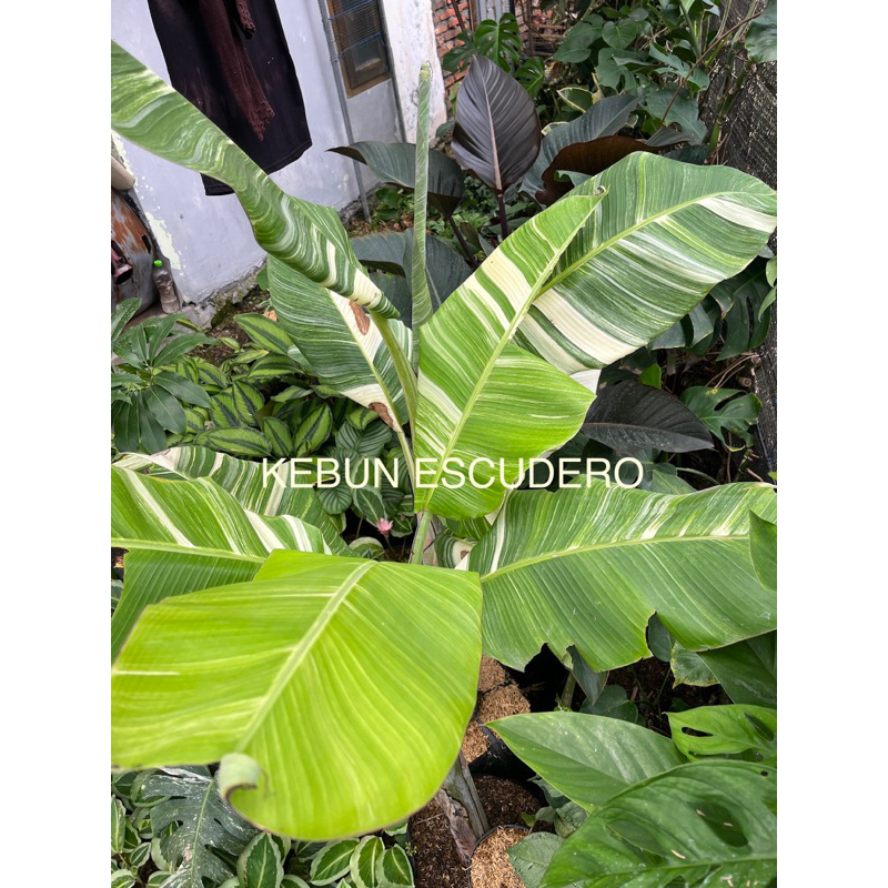 Tanaman Hias Pisang Varigata - Pisang Musae Variegata