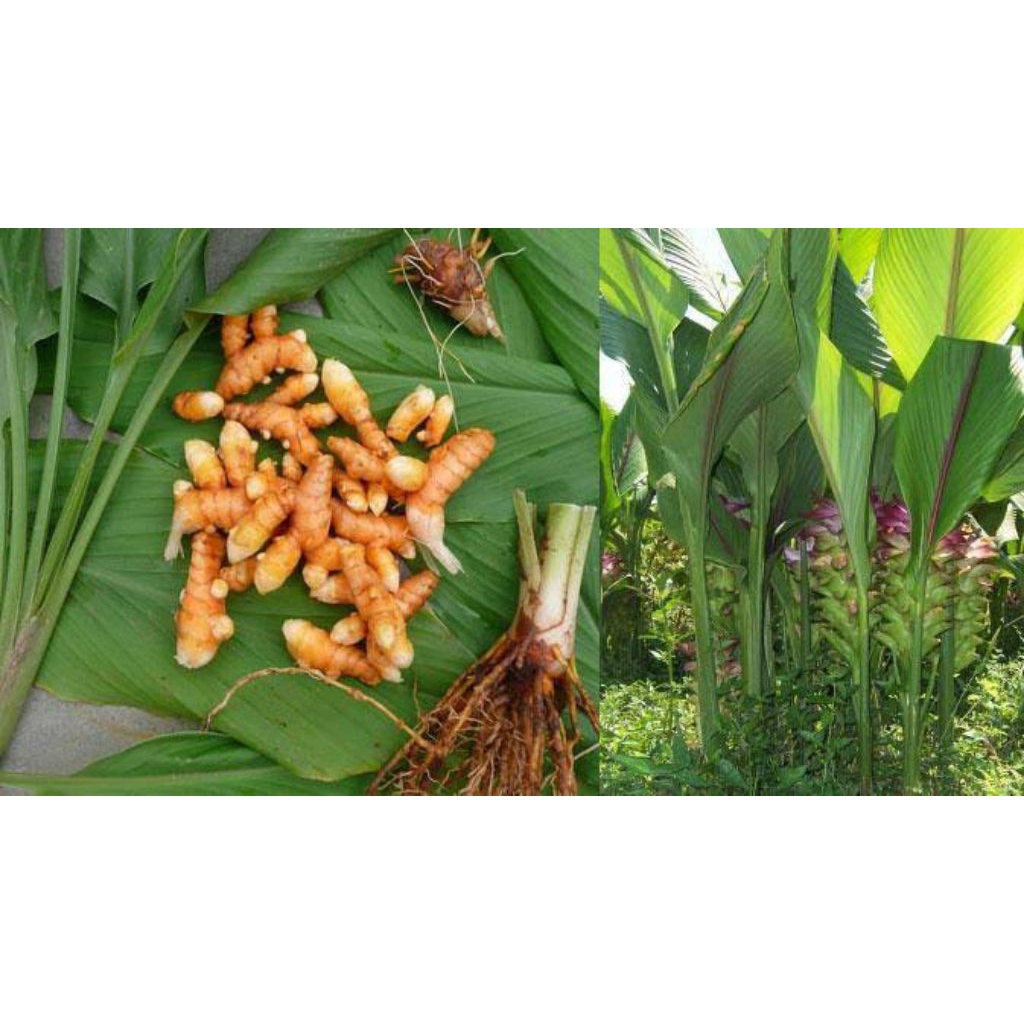 

Temu lawak - tanaman herbal - obat herbal