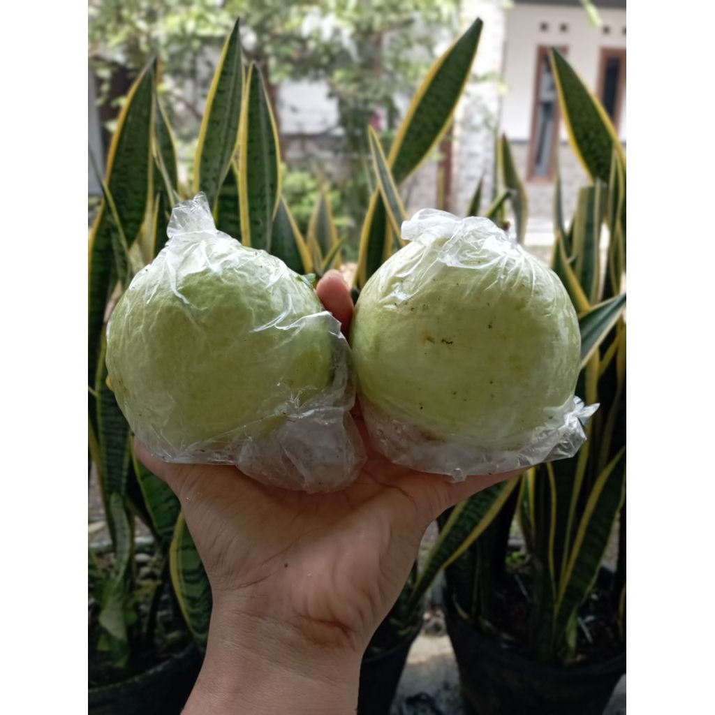 

Jambu kristal Purbalingga 1kg