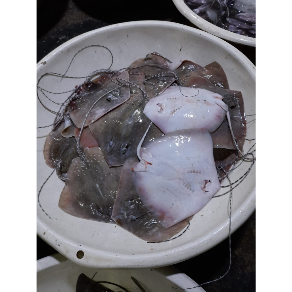 

Jual Ikan Pari Segar Dan Frozen || Hasil Tangkapan Nelayan