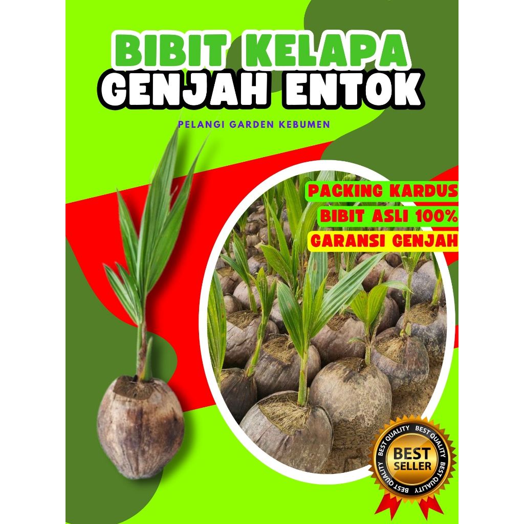 TERLARIS.. Tanaman Kelapa Asli, Tanaman Kelapa Besar, Tanaman Kelapa Bonsai