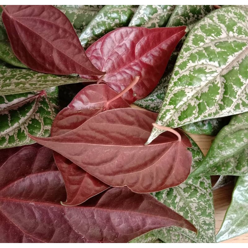 

Daun Sirih Merah 50 Lembar Fresh Herbal