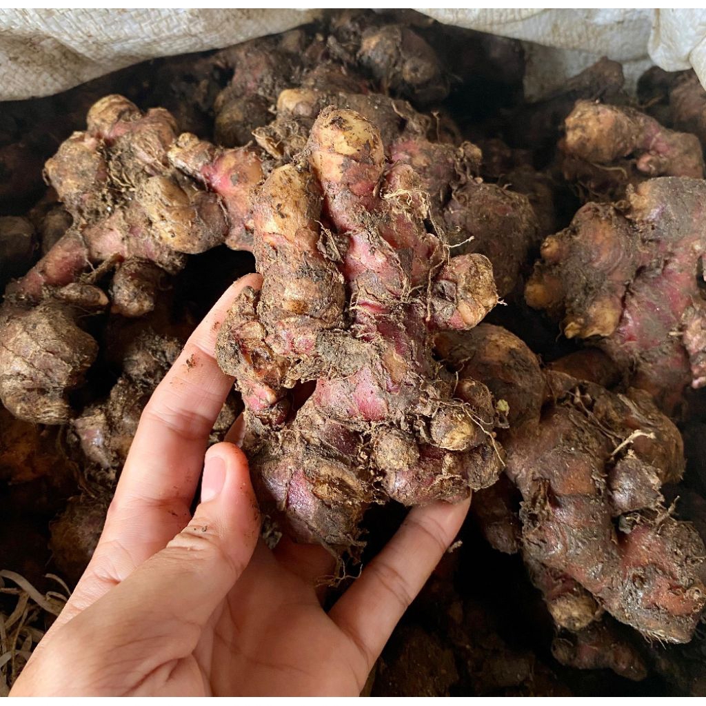 

Jahe merah medan tampa tanah bersih 1kg