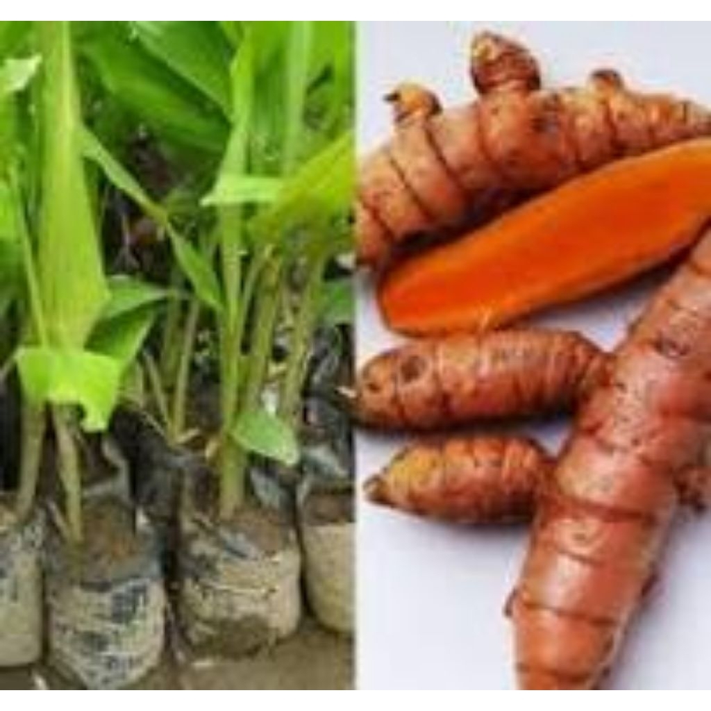 

Rempang kunyit giring/500 gram