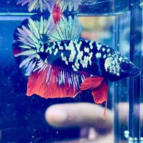 ikan cupang plakat avatar cooper bahan