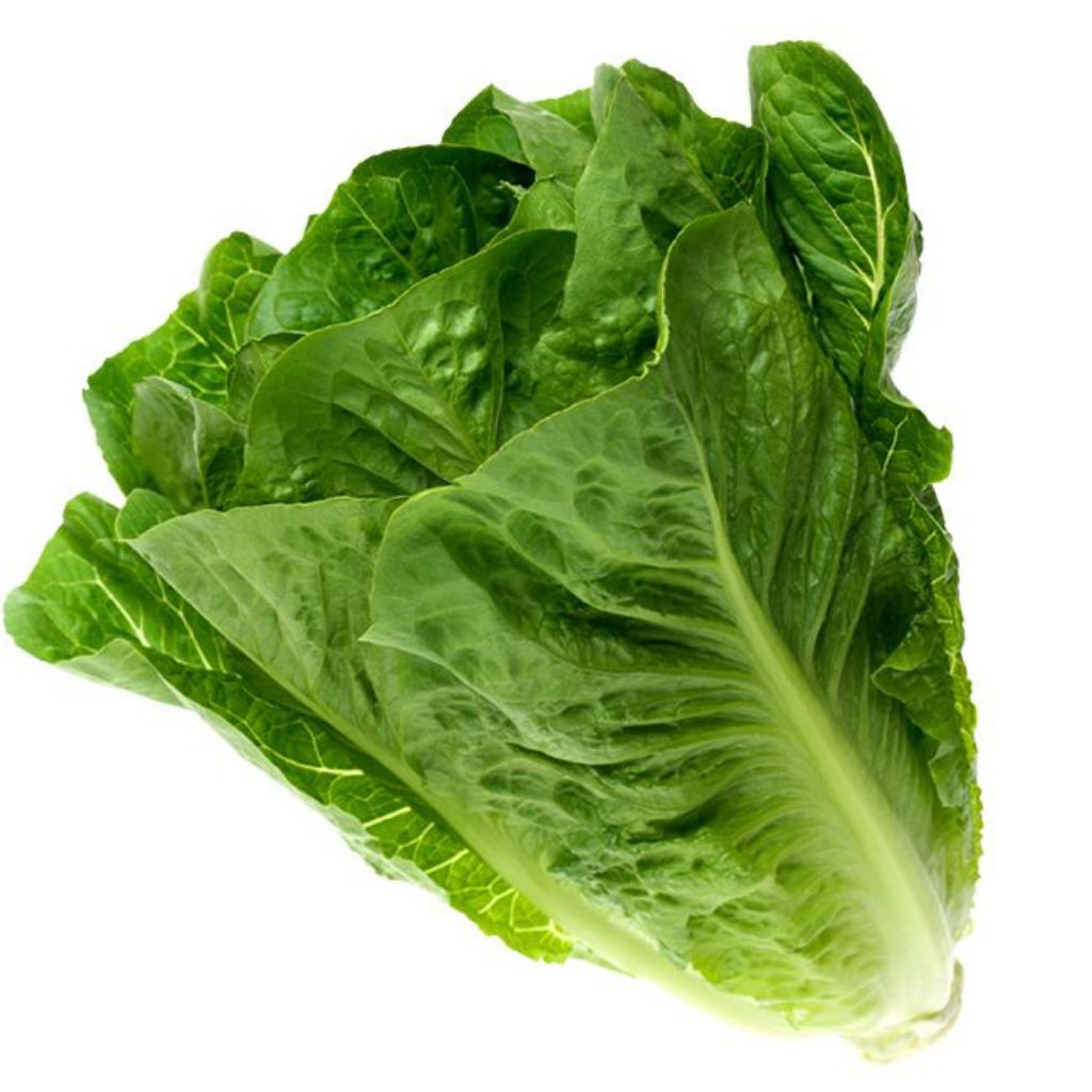 

lettuce romain/romain segar