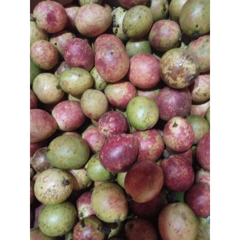 

Jual Buah Matoa Segar Manis 500gr