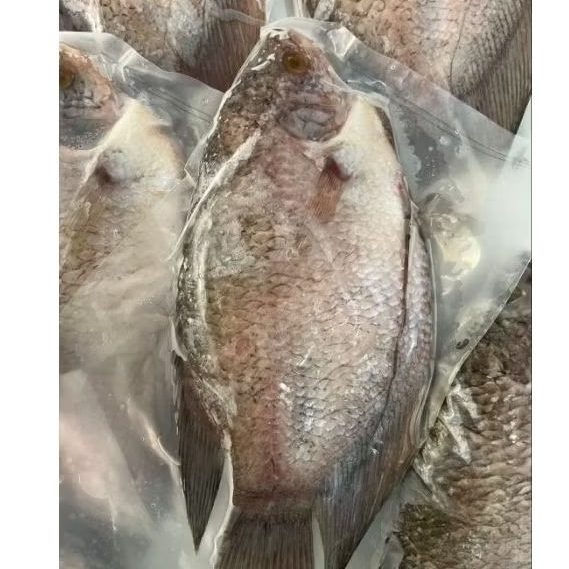 

Ikan Gurami Original