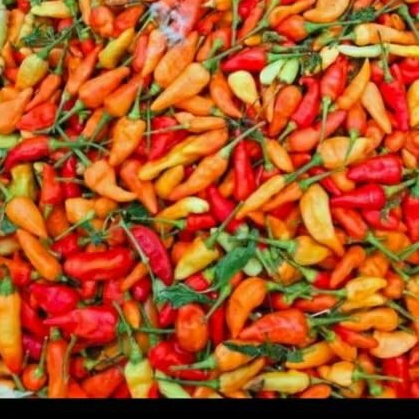 

bumbu dapur CABE RAWIT / CABE KERITING MERAH FRESH, kondisi bagus2