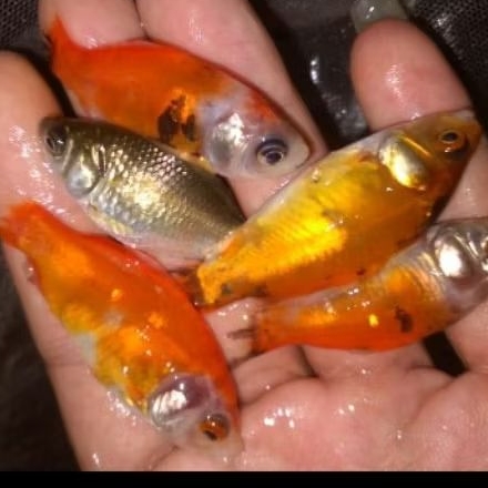 ikan mas pakan predator