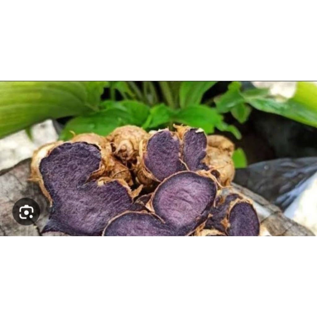 

KUNYIT HITAM ASLI 100%/OBAT HERBAL ALAMI ( 150g)