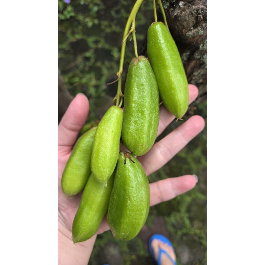 

Belimbing Wuluh Segar [Langsung Petik]