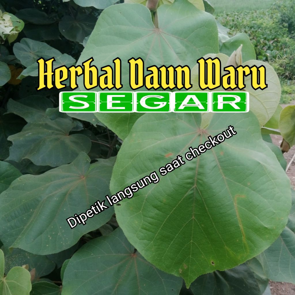 

Daun Waru segar 500 gram Herbal petik dadakan jumlah lebih banyak