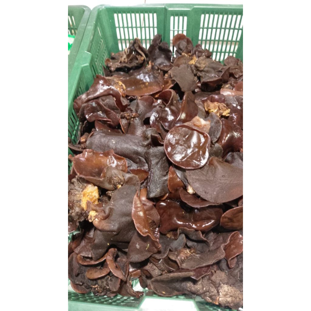 

jamur kuping basah fres