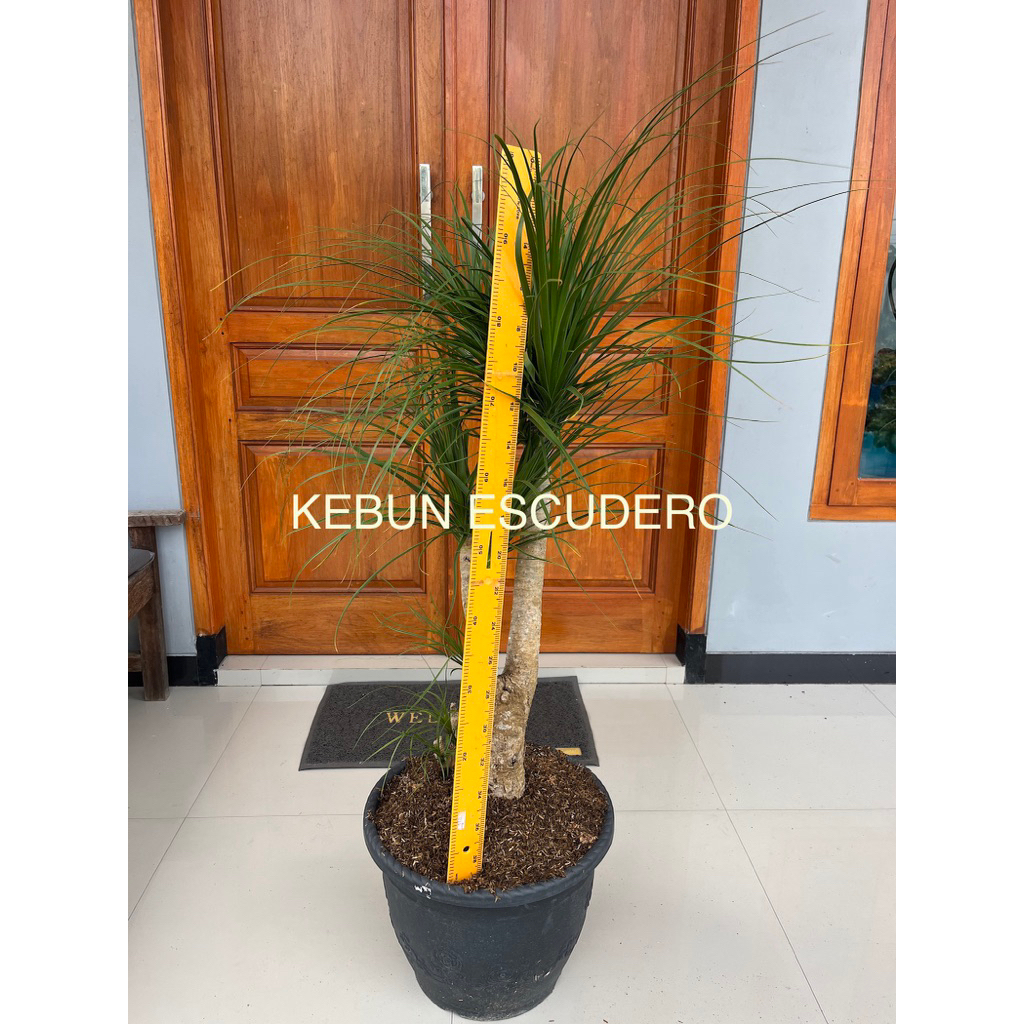 Tanaman Hias Nolina - Palem Nolina Ponytail - Tanaman Hias Kaki Gajah Tinggi 1 Meter
