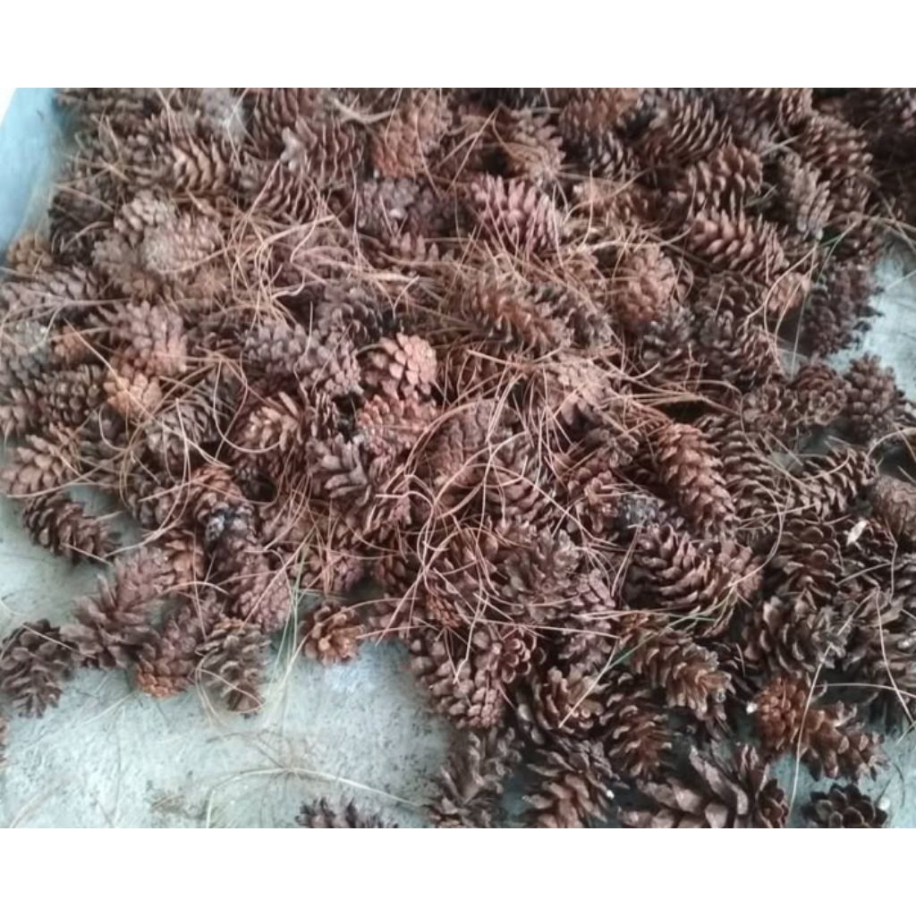 bunga pinus kering/bijian pinus kering