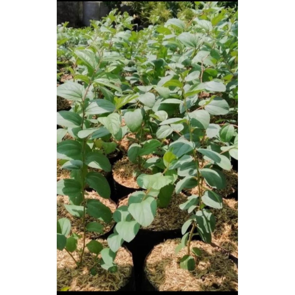 tanaman bidara arab free pot putih