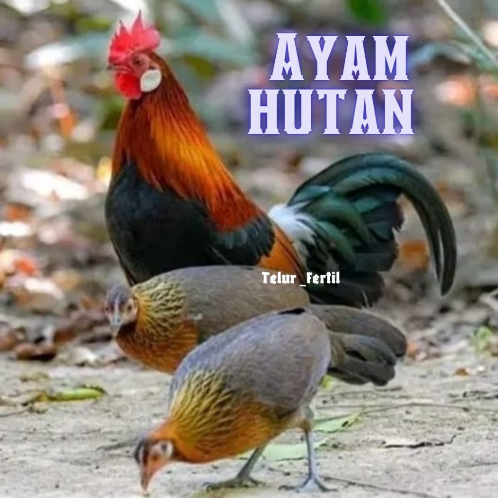 

telur ayam hutan asli bisa untuk di tetaskan