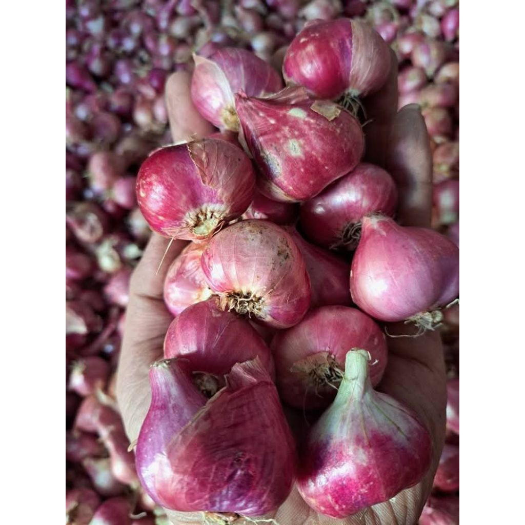 

Bawang merah super kering