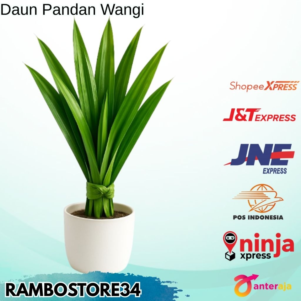 

Daun Pandang Wangi