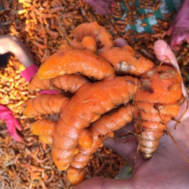 

kunyit 100gram/bumbu dapur/kunyit segar/ murah