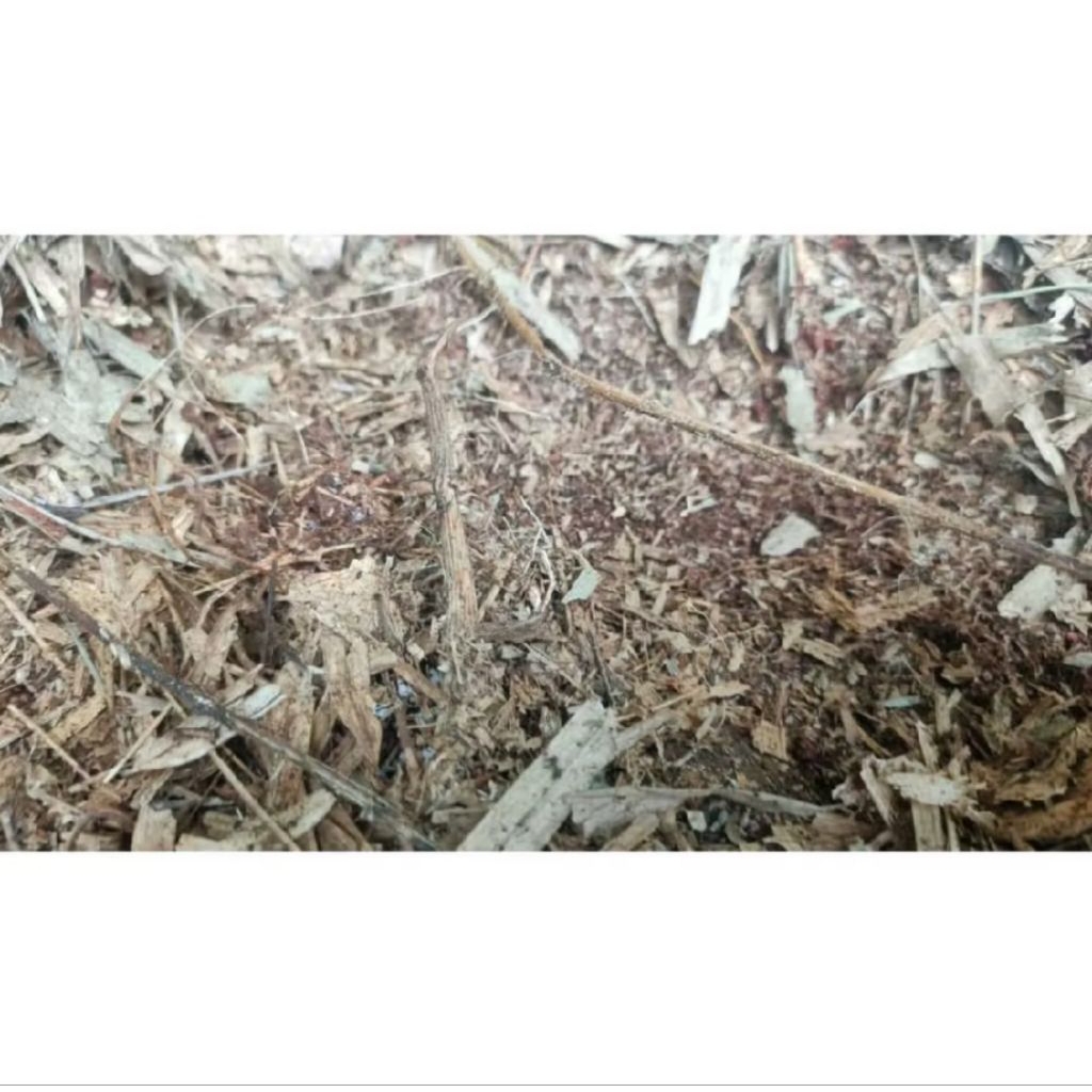 tanah humus mikroba daun bambu